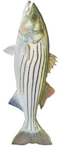 stripedBass